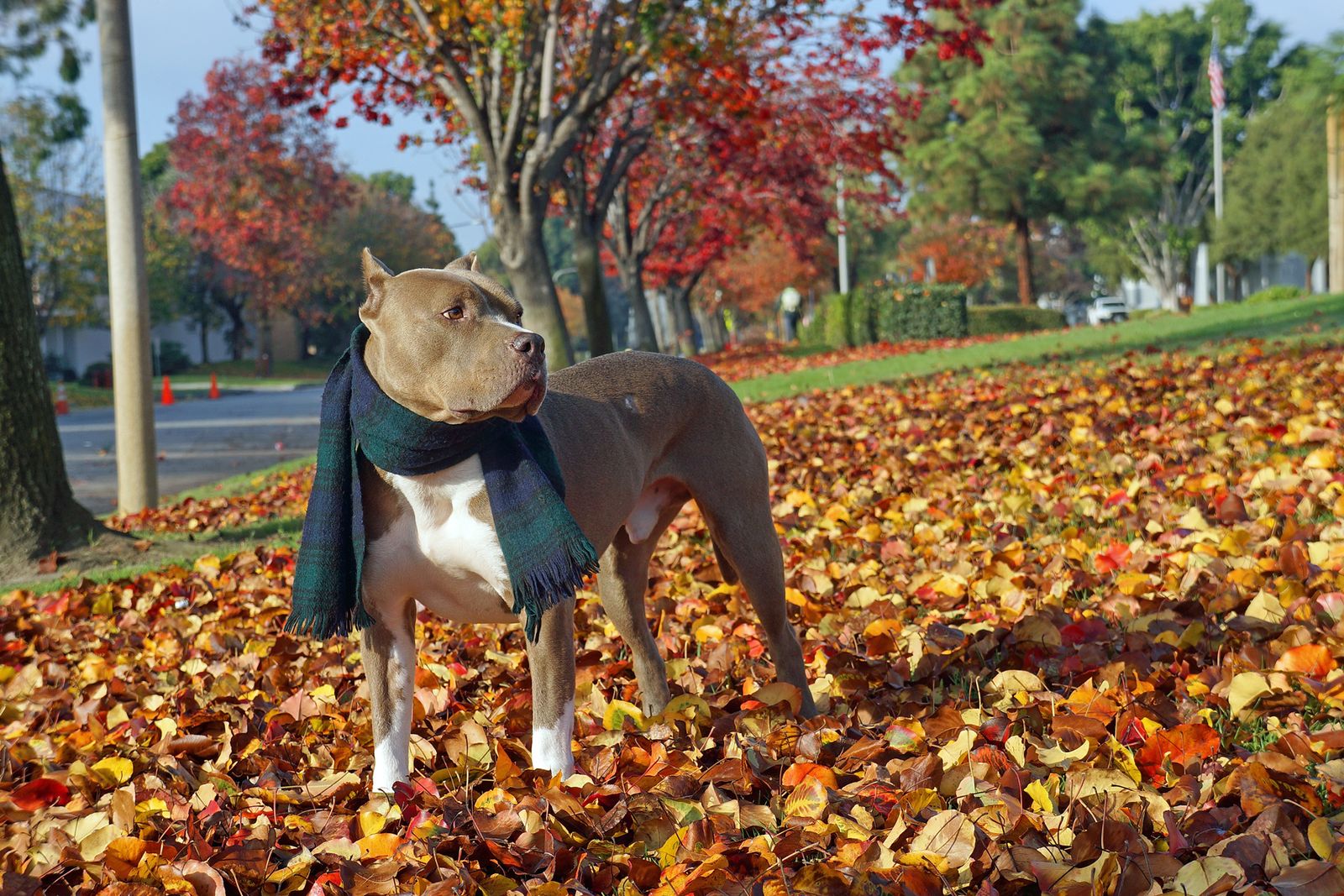 Diesel - Calendar Photos 2015 — photo 4