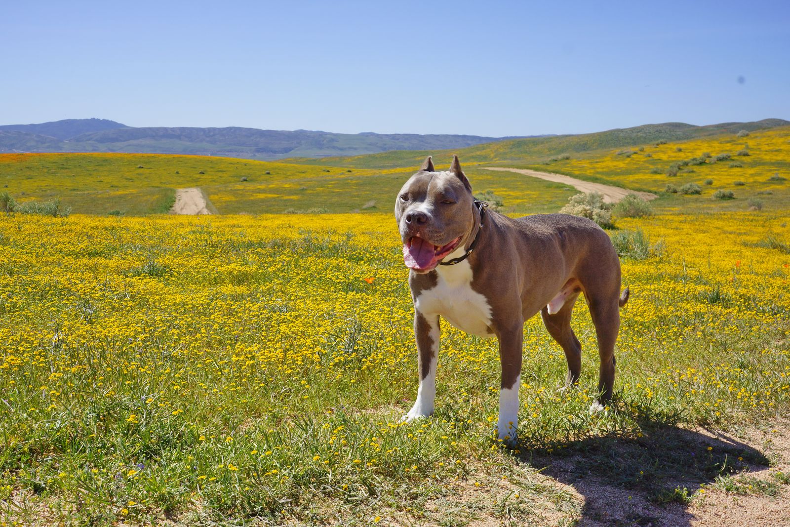 Diesel - Calendar Photos 2016 — photo 4