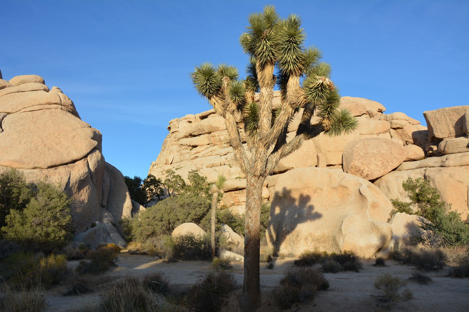 Joshua Tree National Park - 2015.10 — photo 7