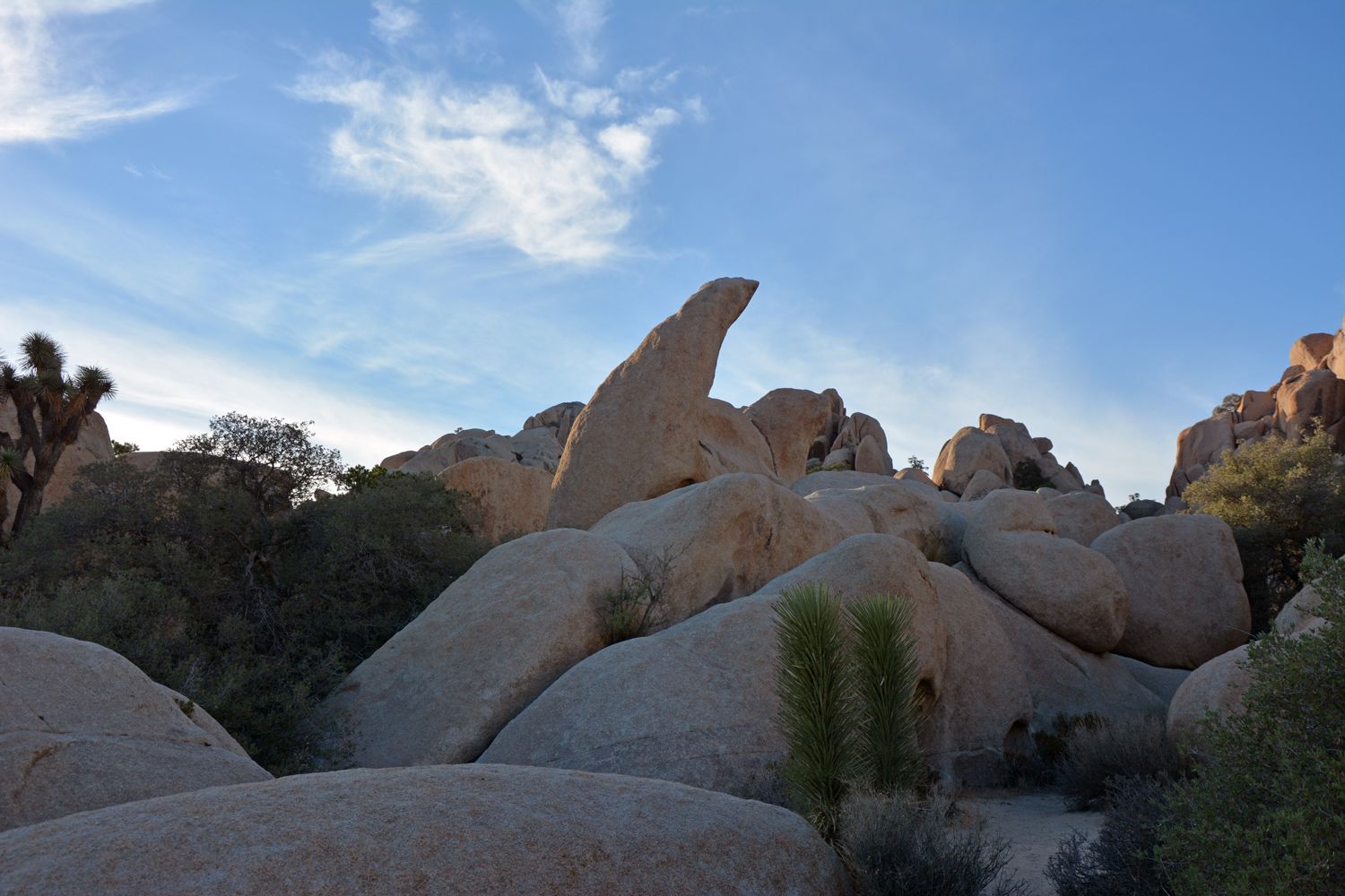 Joshua Tree National Park - 2015.10 — photo 8