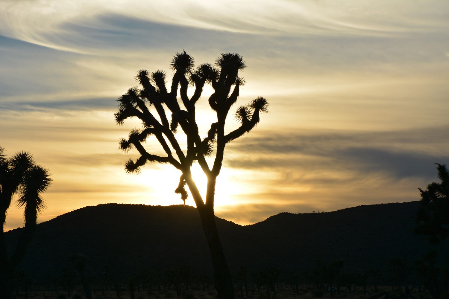 Joshua Tree National Park - 2015.10 — photo 9