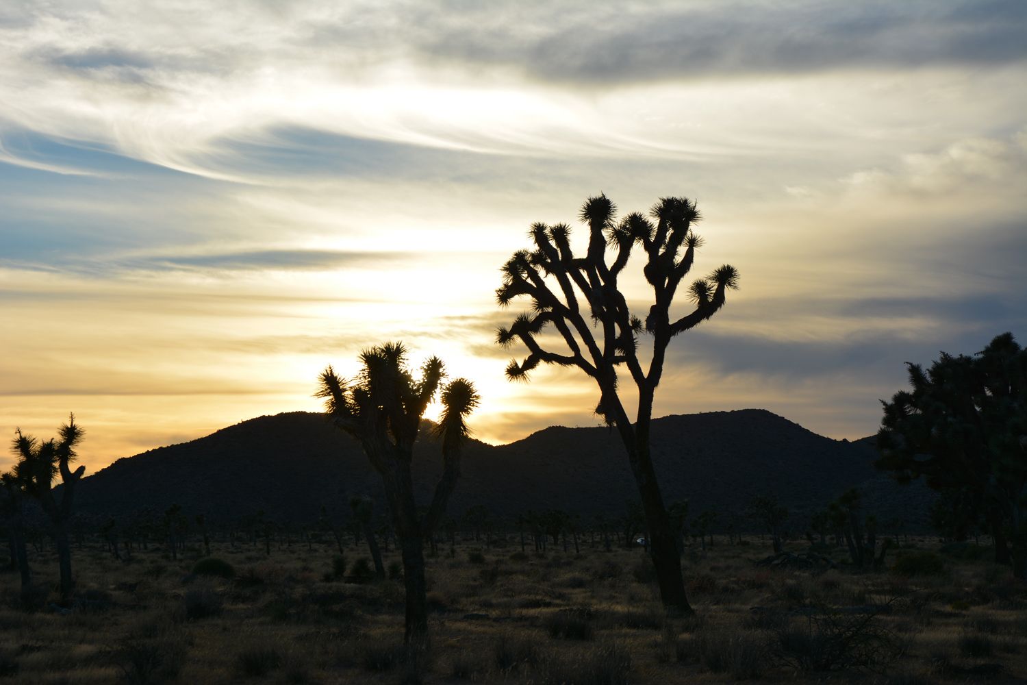 Joshua Tree National Park - 2015.10 — photo 10