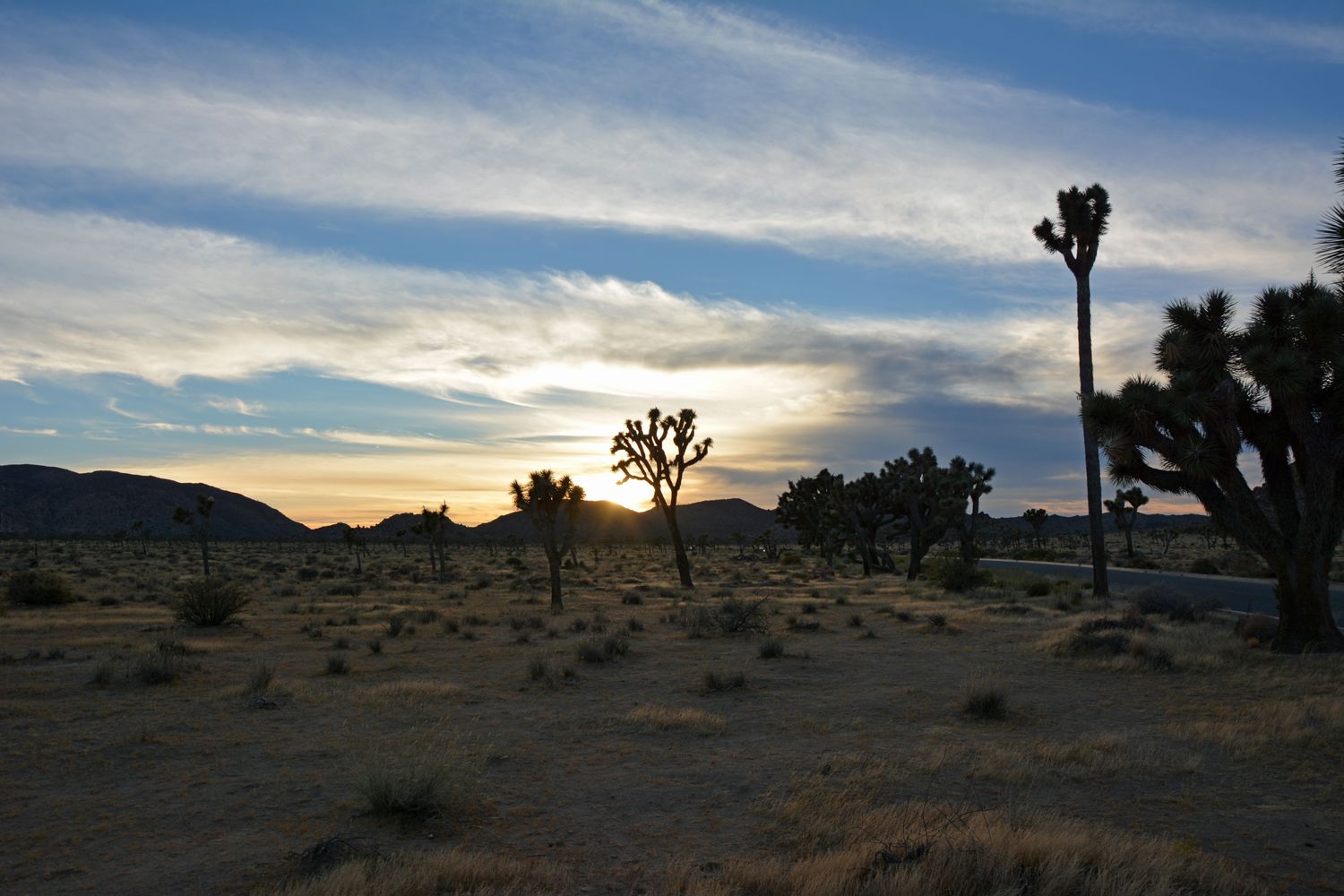 Joshua Tree National Park - 2015.10 — photo 11