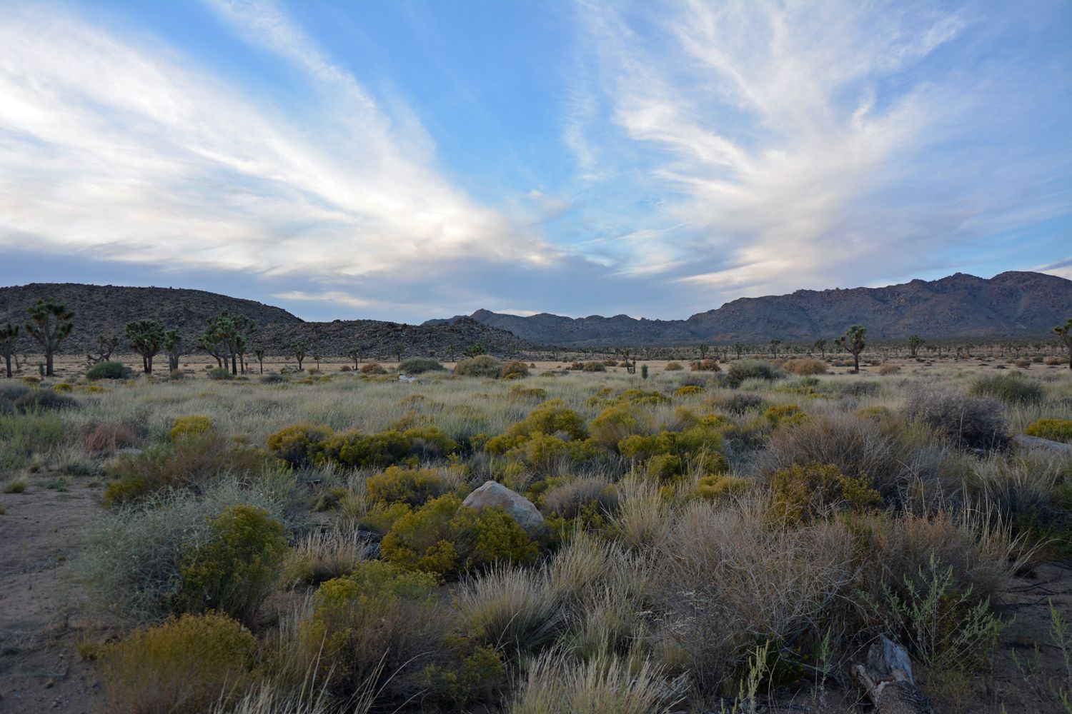 Joshua Tree National Park - 2015.10 — photo 12