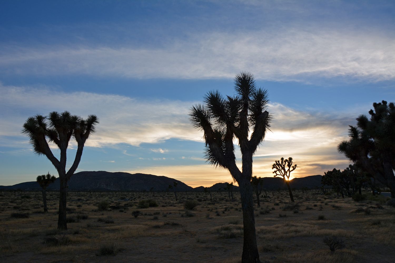 Joshua Tree National Park - 2015.10 — photo 13