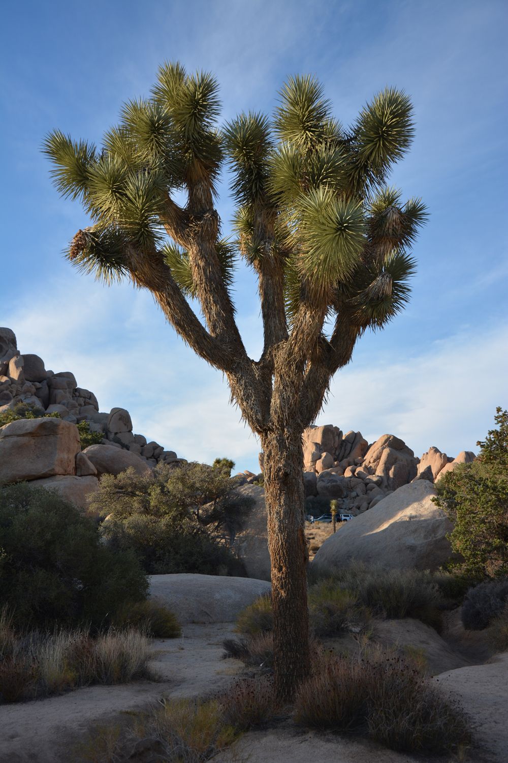 Joshua Tree National Park - 2015.10 — photo 14