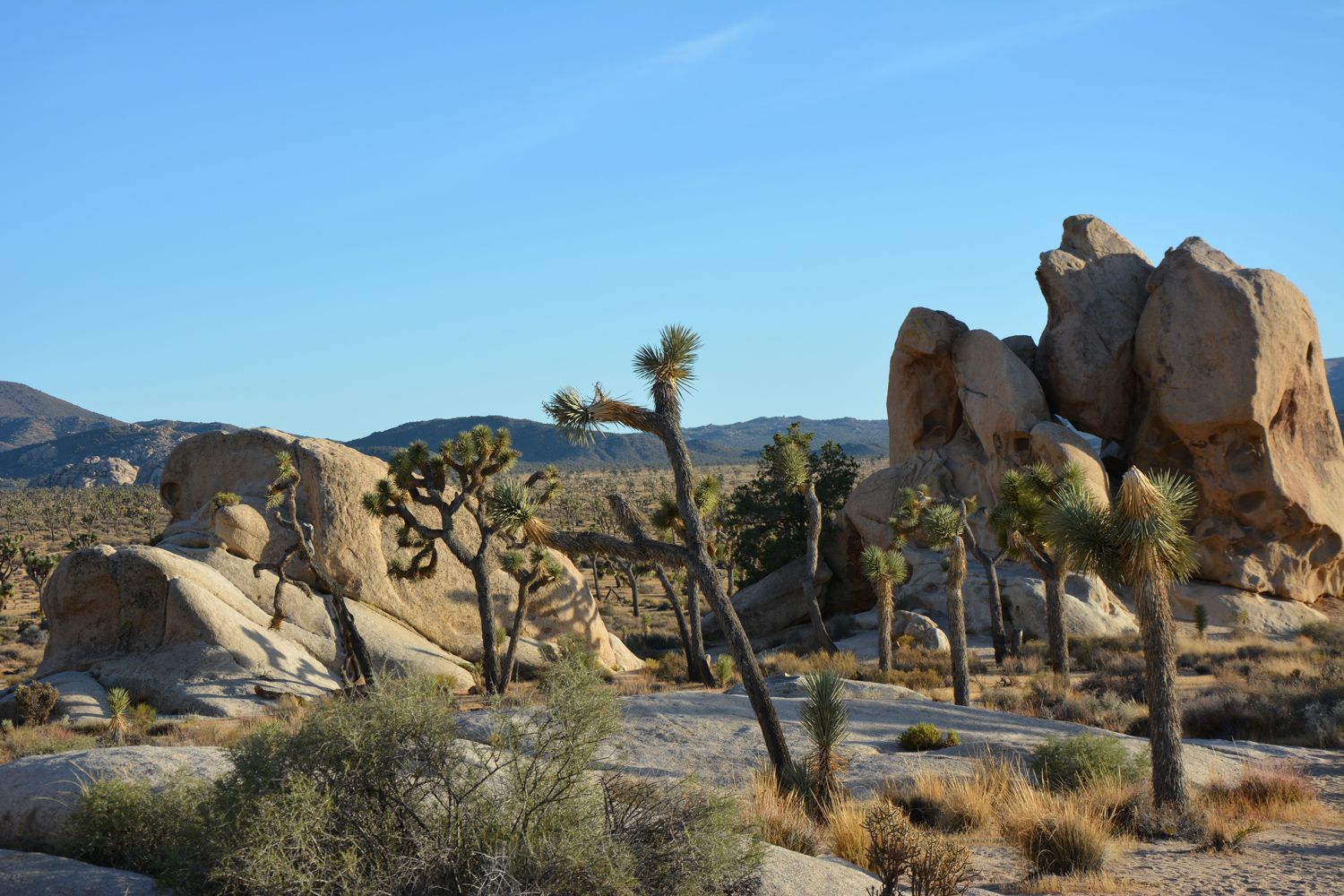 Joshua Tree National Park - 2015.10 — photo 15