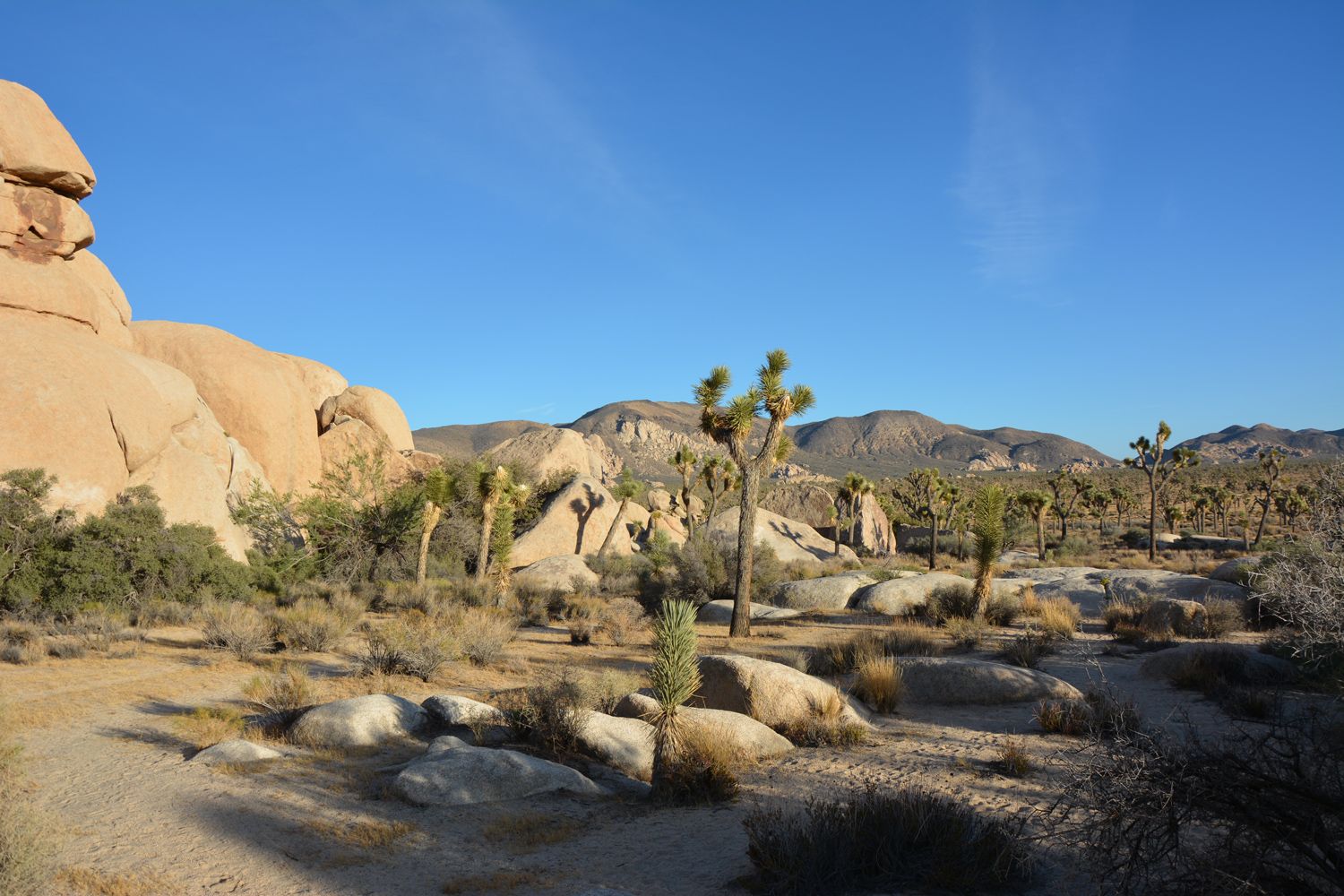 Joshua Tree National Park - 2015.10 — photo 16