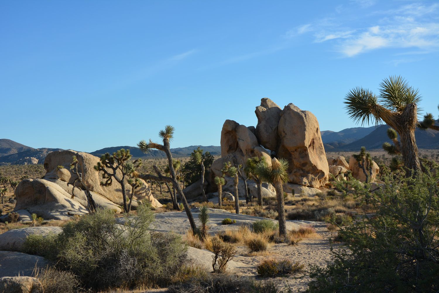 Joshua Tree National Park - 2015.10 — photo 17