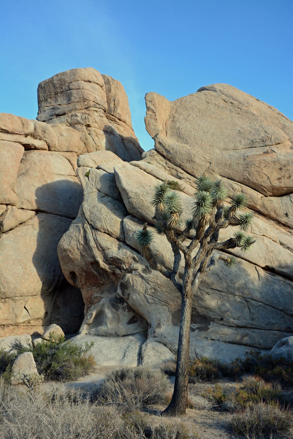 Joshua Tree National Park - 2015.10 — photo 19